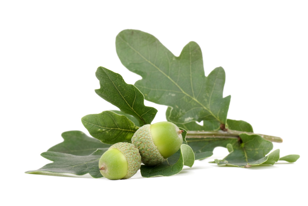 Oak Leaf -iStock_000006844256_Medium