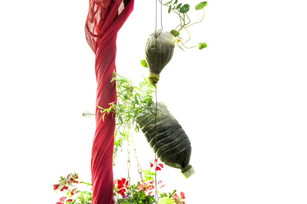 Grow plants in plastic bottles Grow plants in plastic bottles